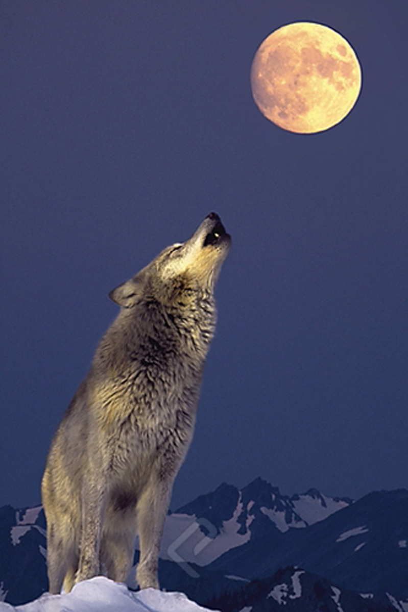 Gray Wolf Howling at the Moon - Athena Posters