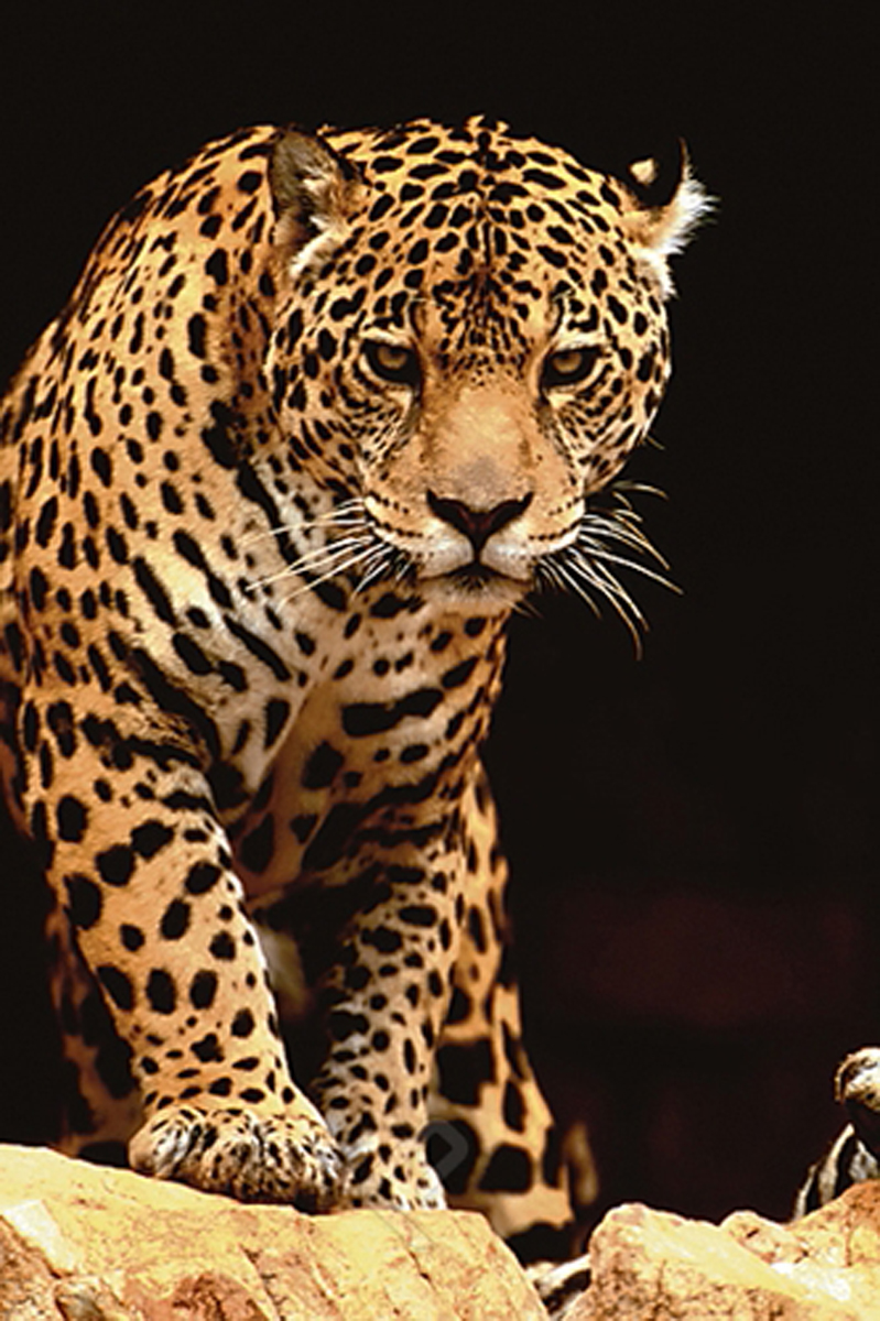 90,000+ Leopard Stock Photos, Pictures & Royalty-Free Images