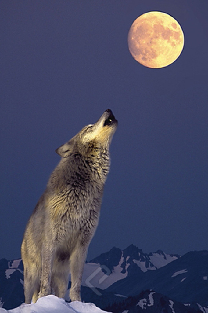 Gray Wolf Howling at the Moon - Athena Posters