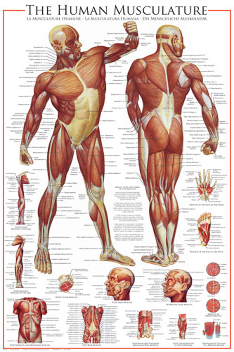 Плакат мышц. Анатомия мышечной системы. Мышцы тела человека. Плакат строение мышц человека. Мышечная система человека анатомия.