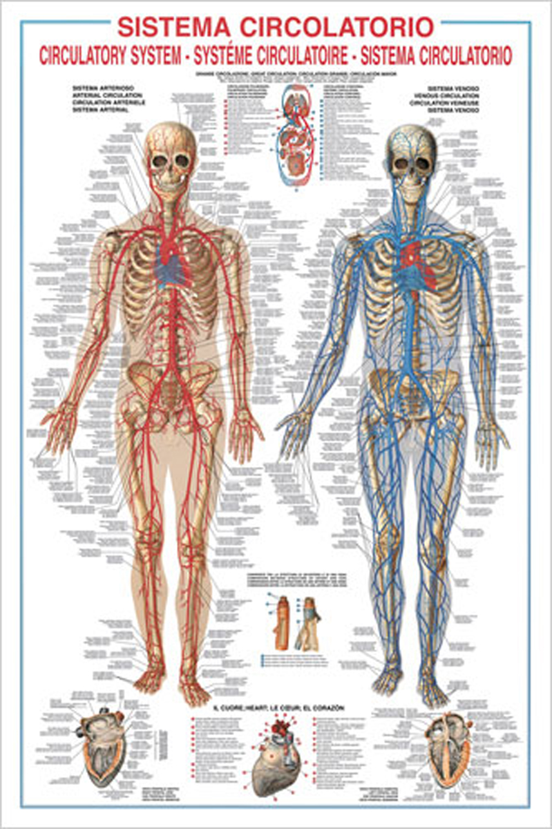Анатомический плакат. Кровеносная система анатомия. Анатомические плакаты. Кровеносная система плакат. Плакат анатомия человека.