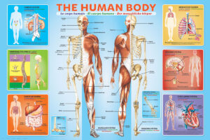 Human Body