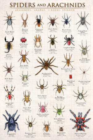 Spiders and Arachnids