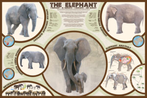The Elephant