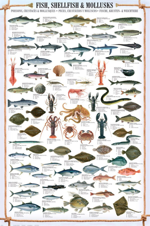 Small Fish Consider Shellfish Fish Shellfish and Mollusks - Athena Posters