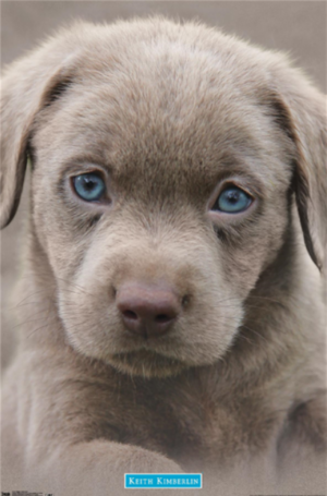 Keith Kimberlin - Puppy - Blue Eyes