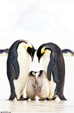 Emperor Penguins
