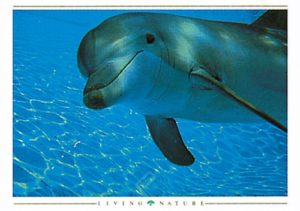 Dolphin Curiousity