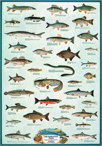 Freshwater Fish Poster, Fishing Poster Wall, Fish Print Canvas