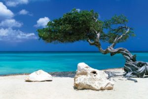 Beach Tree