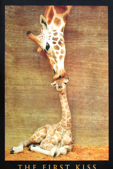 Kiss My Giraffe by Erin Nicholas